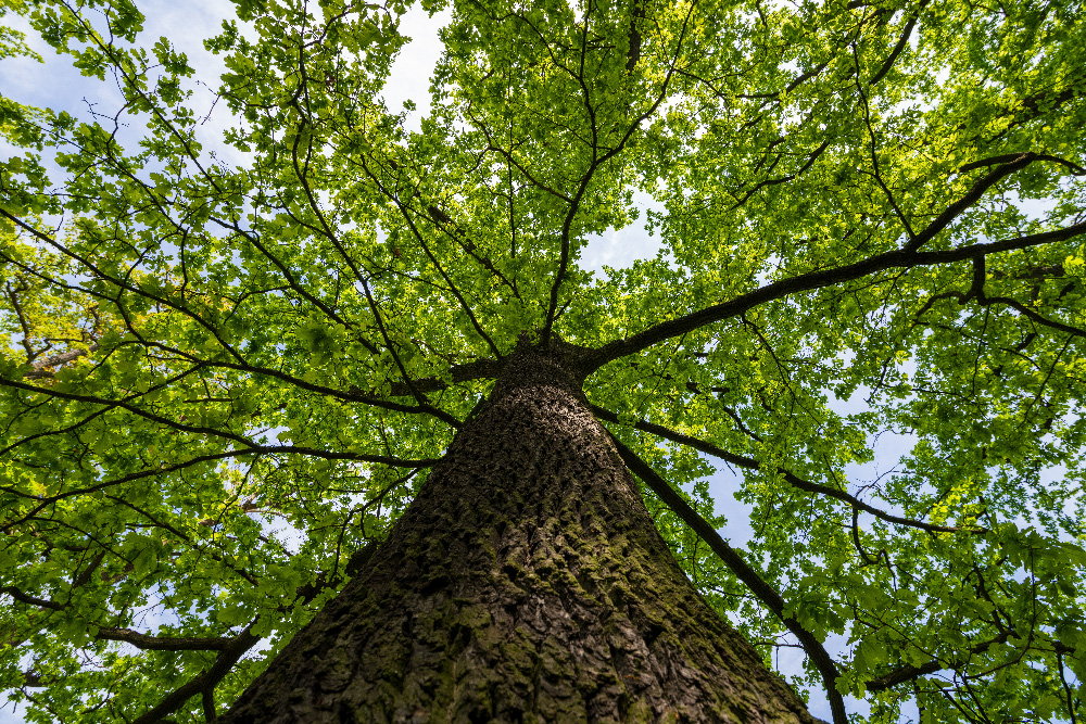 Worm's eye view looking up trunk of green big leafy oak tree
